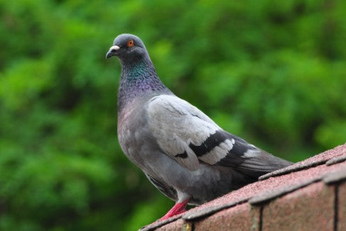 Picture of a Pigeon sitting on a roof top