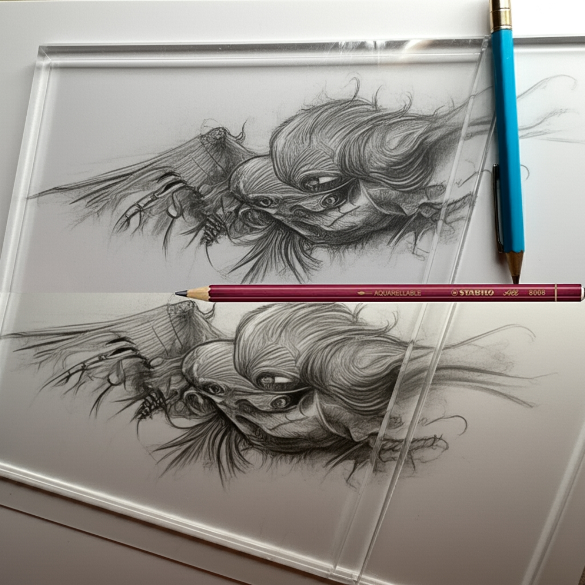 Two detailed pencil drawings of birds on a clear plastic sheet with two pencils.